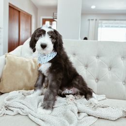 Bernedoodle, Goldendoodle, and Sheepadoodle Puppies from High Desert Doodles