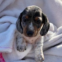 Frosty- Dapple (CKC reg.) - Dapple male Dachshund puppy in Whitehouse, Texas from Daschund Pups