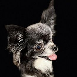 Eclipse - Chihuahua