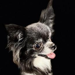 Eclipse - Chihuahua