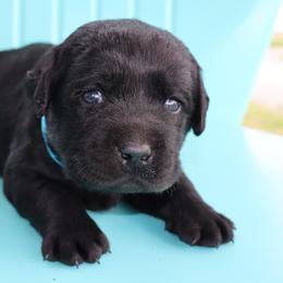 Denver - Black male Labrador Retriever puppy in Camden, Indiana from Prebleridge Acres