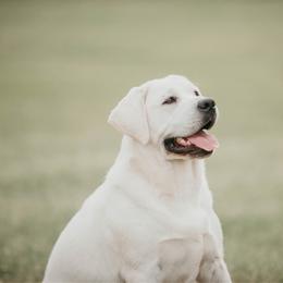 Indie - Labrador Retriever