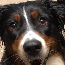 Australian Shepherds from Tina Ribaudo Aussies