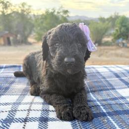 Hera - Gray female Poodle puppy in Meadowbrook, California from Standard Poodle Pups