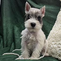 Holly - Parti female Miniature Schnauzer puppy in Lebanon, Missouri from Sassy's Classy Canines
