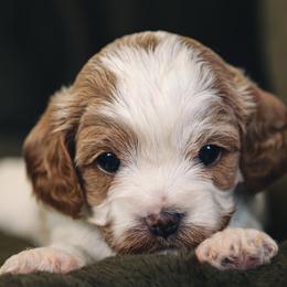 Tsunami - White female Cavapoo puppy in Kalamazoo, Michigan from Sleeping Bear Kennels