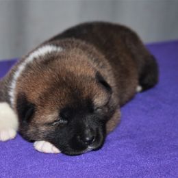 Akita Puppies from Gallant Akitas
