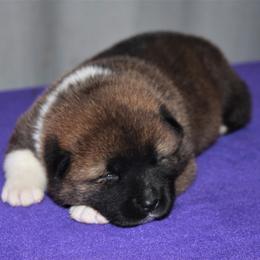 Akita Puppies from Gallant Akitas