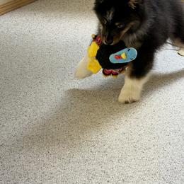 Australian Shepherd Puppies from SolarStorm Australian Shepherds