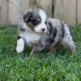 Miniature Australian Shepherds from Papa 67's amazing Aussies