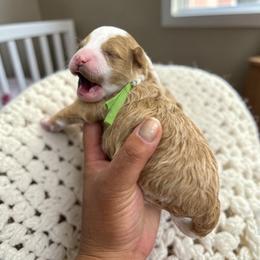 Bernedoodle, Cavapoo, Goldendoodle, Miniature Schnauzer, and Poodle Puppies from Pet Inn Xxweetdoodles