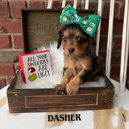 Dasher - Merle female Cavapoo puppy in Herriman, Utah from Gypsi Doodles & Poodles LLC.