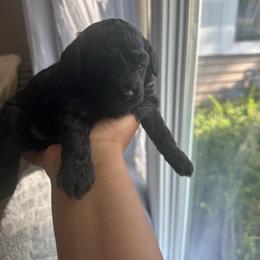 Kyoto - Black female Poodle puppy in Matteson, Illinois from Chitownpupz