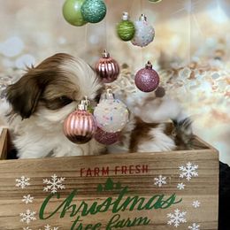 Wyatt - Gold and white male Shih Tzu puppy in Silver Lake, Oregon from Bling Shih Tzu