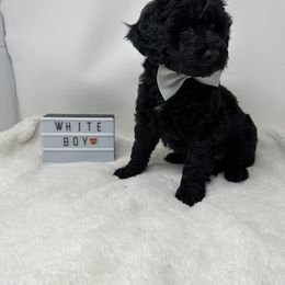 Assorted Doodle Crosses Puppies from Miranda Thornton