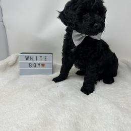 Assorted Doodle Crosses Puppies from Miranda Thornton