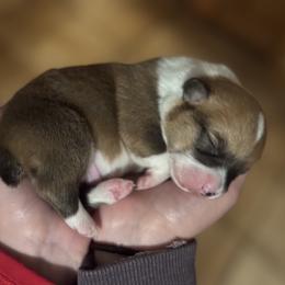 Pembroke Welsh Corgi Puppies from Trowbridge Corgis