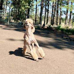 Asher - Poodle