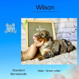 Wilson - Merle male Bernedoodle puppy in Winfield, Alabama from Rose Lane Doodles