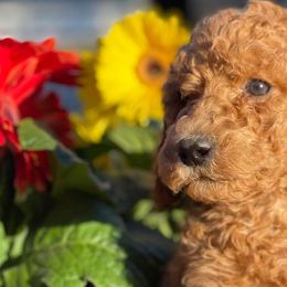 Bernedoodles, Goldendoodles, Old English Sheepdogs, Poodles, and Sheepadoodles from Funky Feather Farms