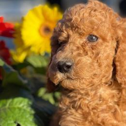 Bernedoodles, Goldendoodles, Old English Sheepdogs, Poodles, and Sheepadoodles from Funky Feather Farms
