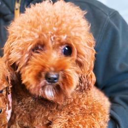 Ziggy - Poodle