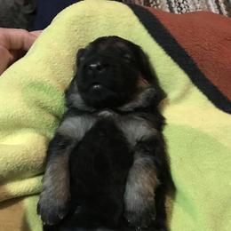 German Shepherd Puppies from StormHaven /Von Dorward German Shepherd Dogs