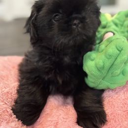 Cavapoo and Shihpoo Puppies from Haus of Doodles