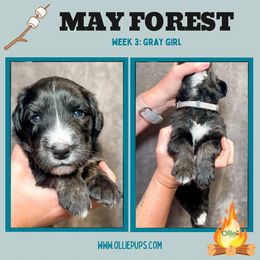 Girl 1 - female Golden Mountain Dog puppy in Boiling Springs, South Carolina from OlliePups, LLC