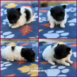 Black White Parti Panda - Black parti female Pomeranian puppy in Harrah, Oklahoma from Sunshines Pomeranians & Cavapoos
