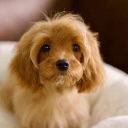 Mahogany - Red male Cavapoo puppy in Queen Creek, Arizona from Dulcito Doodles