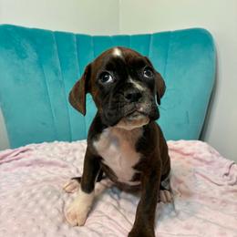 Girl 2 - Brindle female Boxer puppy in Prestonsburg, Kentucky from Bre’s Boxers