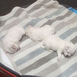 Bichon Frise Puppies from Waterloo Bichons AKC