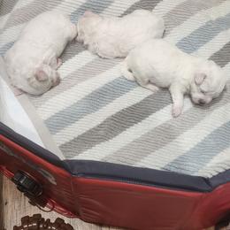 Bichon Frise Puppies from Waterloo Bichons AKC