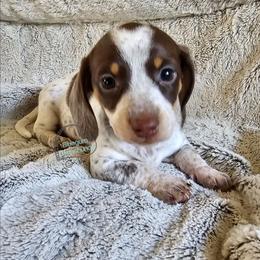 Guiness - Chocolate and tan female Dachshund puppy in Herald, California from Bluegum Dachshunds