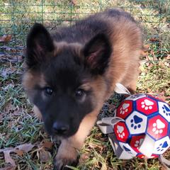 Heidi - Mahogany and black female Belgian Tervuren puppy in New Braunfels, Texas from Willow's Puppies
