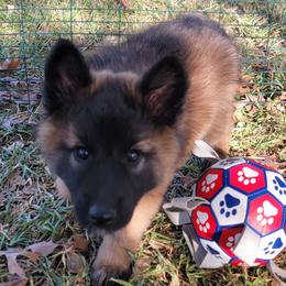 Heidi - Mahogany and black female Belgian Tervuren puppy in New Braunfels, Texas from Willow's Puppies