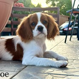 Cavalier King Charles Spaniel Puppies from Hungarian Cavaliers of Nashville