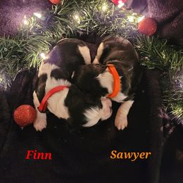 English Springer Spaniel Puppies from 31 Pines Springers & Retrievers