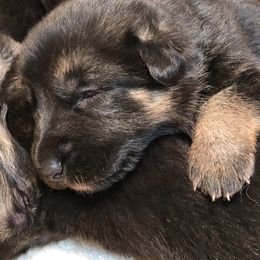 German Shepherd Puppies from Dawnhill