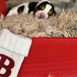 Peppermint - Black brown and white female Basset Hound puppy in Lone Jack, Missouri from Wee Little Bassets