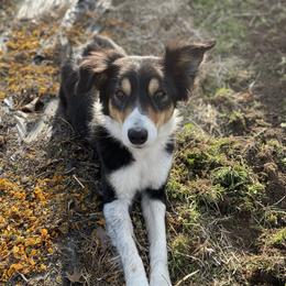Kate - Border Collie