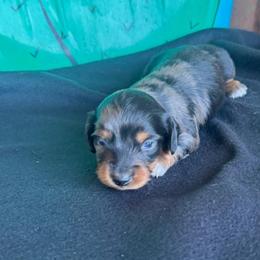 Socks - Dapple female Dachshund puppy in Hawley, Texas from Foxy’s Dachshunds & Toy Aussies