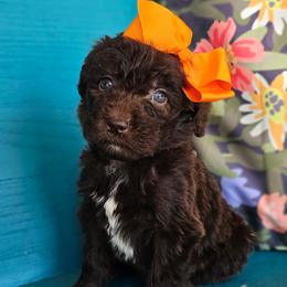 Robin - female Newfypoo puppy in Hardin, Kentucky from Bluegrass Newfypoos