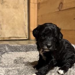 Sadie - Black female Bernedoodle puppy in Constableville, New York from Zehr’s Labradoodles & Bernedoodles