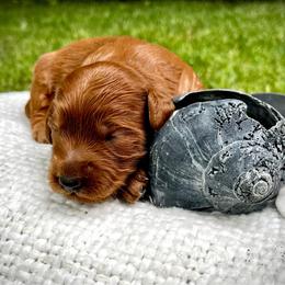 Reef - Red  male Goldendoodle puppy in Sugar City, Idaho from Idaho Sugar Doodle Pups