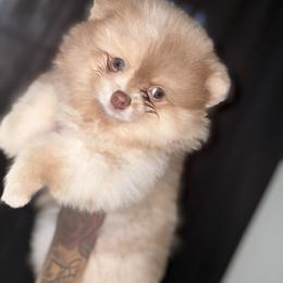 Milo - Chocolate merle male Pomeranian puppy in Okmulgee, Oklahoma from 918 Pomeranians