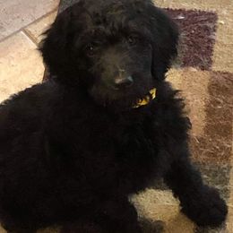 Goldendoodle Puppies from Cottage Companion Doodles