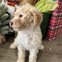 Hot Brown - Cream female Goldendoodle puppy in Camden, North Carolina from Oopsie Doodles of NC