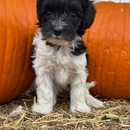 Oreo - Black and white female Bernedoodle puppy in Longmont, Colorado from Colorado Miniature Bernedoodle Puppies